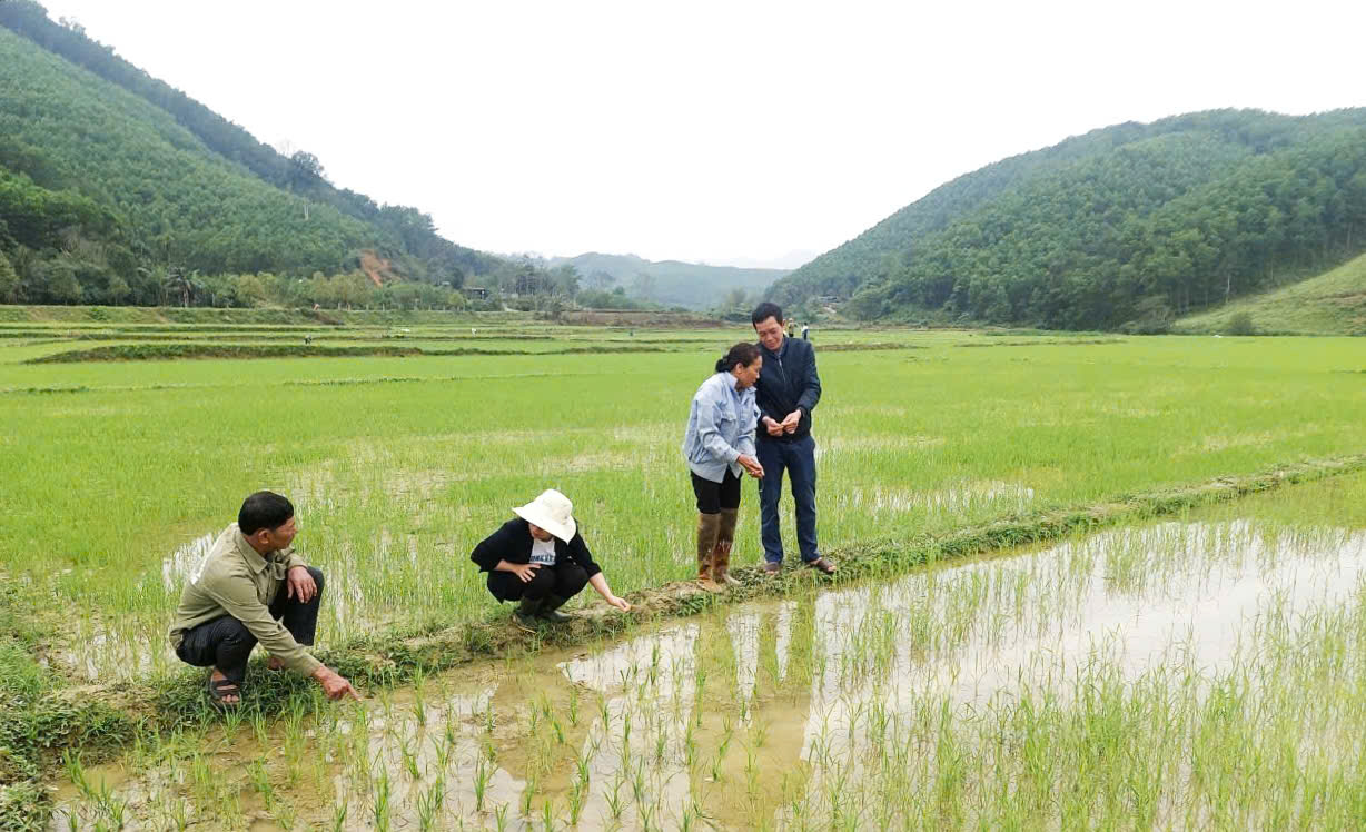  SƠN KIM 2 TĂNG CƯỜNG KIỂM TRA, PHÒNG TRỪ SÂU BỆNH CHO LÚA VỤ XUÂN